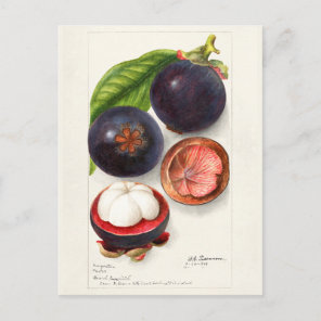 Mangosteens (Garcinia Mangostana) Fruit Painting Postcard