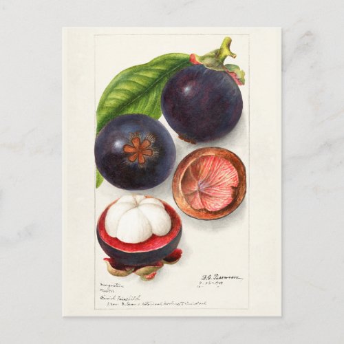 Mangosteens Garcinia Mangostana Fruit Painting Postcard