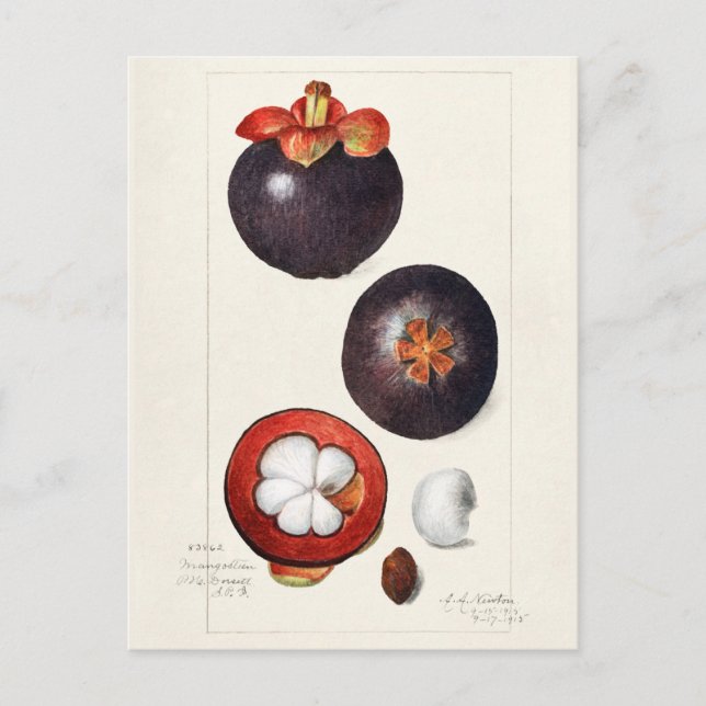 Mangosteens (Garcinia Mangostana) Fruit Painting Postcard (Front)