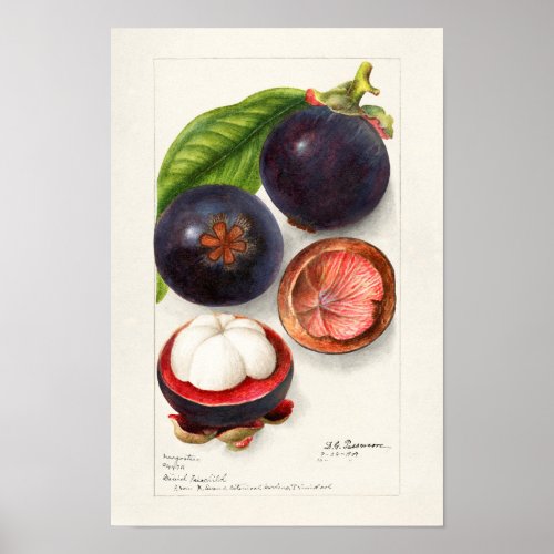 Mangosteens Garcinia Mangostana Fruit Painting Poster