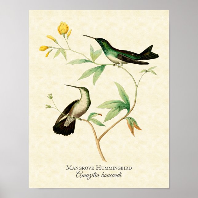 Mangrove Hummingbird Art Print (Front)