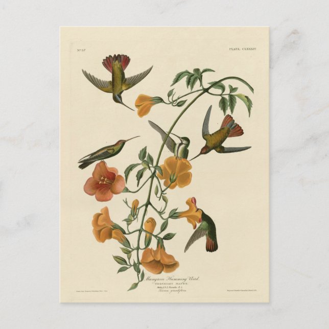 Mangrove Hummingbird Postcard (Front)