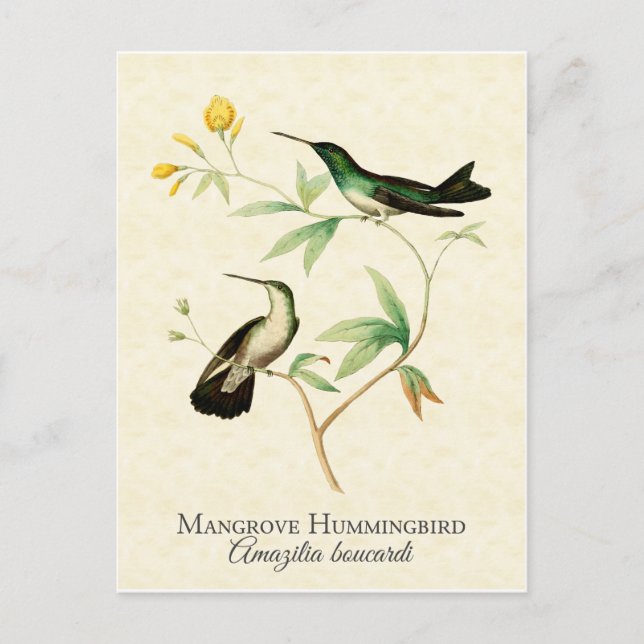 Mangrove Hummingbird Vintage Art Postcard (Front)