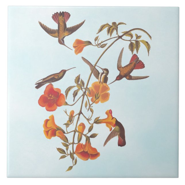 Mangrove Hummingbirds with Orange Trumpet Flowers Ceramic Tile (Front)