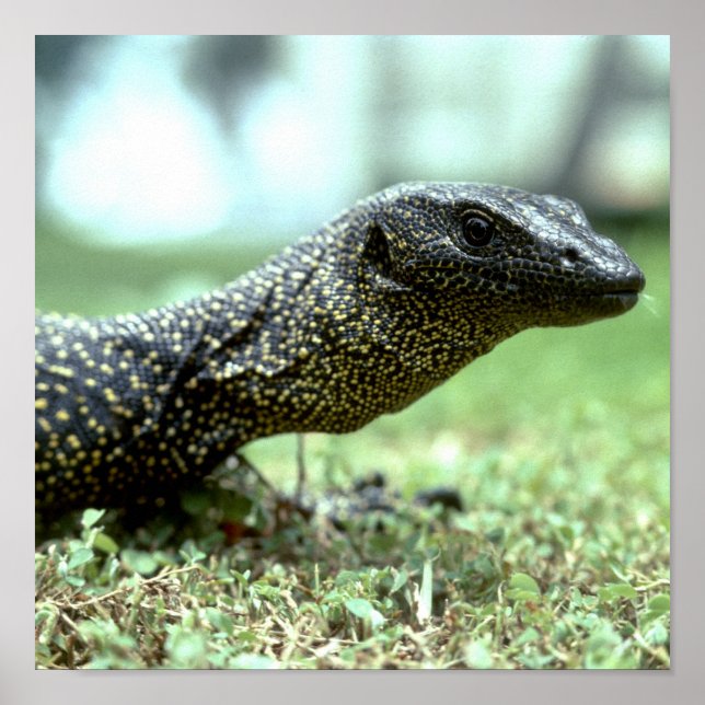 Mangrove Monitor Poster (Front)