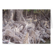 Mangrove Roots (Front Horizontal)