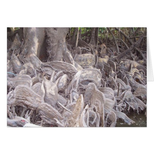 Mangrove Roots Cards (Front Horizontal)