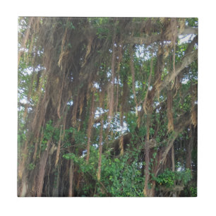 Mangrove Small (4.25" x 4.25") Ceramic Photo Tile