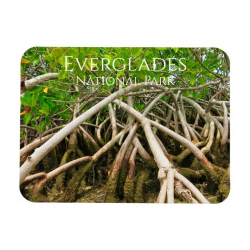 Mangrove Stilt Roots Swamp Everglades Magnet