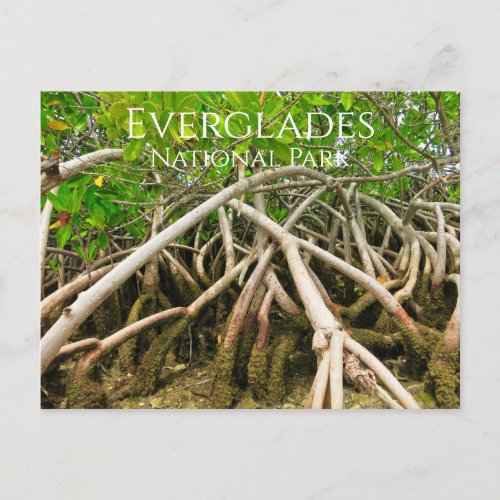 Mangrove Stilt Roots Swamp Everglades Postcard