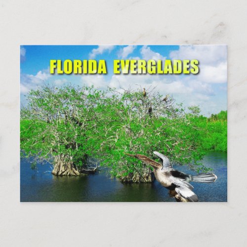 Mangrove Trees  Anhinga Florida Everglades Postcard