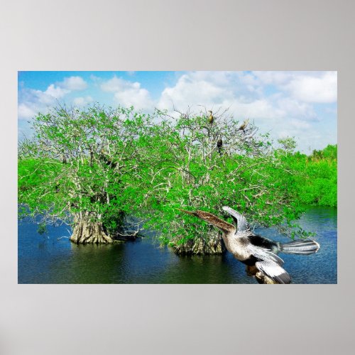 Mangrove Trees  Anhinga Florida Everglades Poster