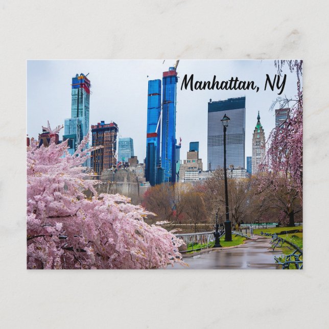 Manhattan, NY Cherry Blossom in Spring  Postcard (Front)