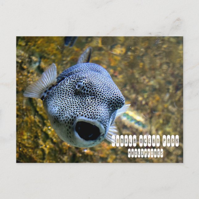Manila Ocean Park in Philippines Postcard (Front)