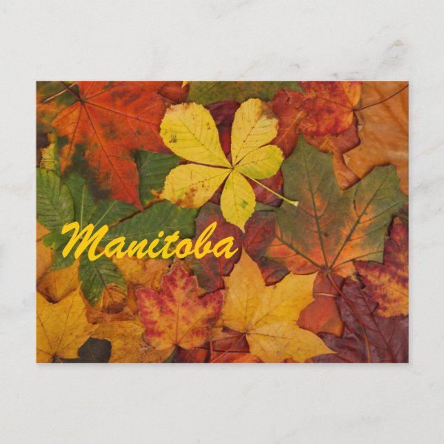Manitoba Autumn Leaves Postcard (Front)