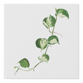 Manjula Pothos Vine Faux Canvas Print