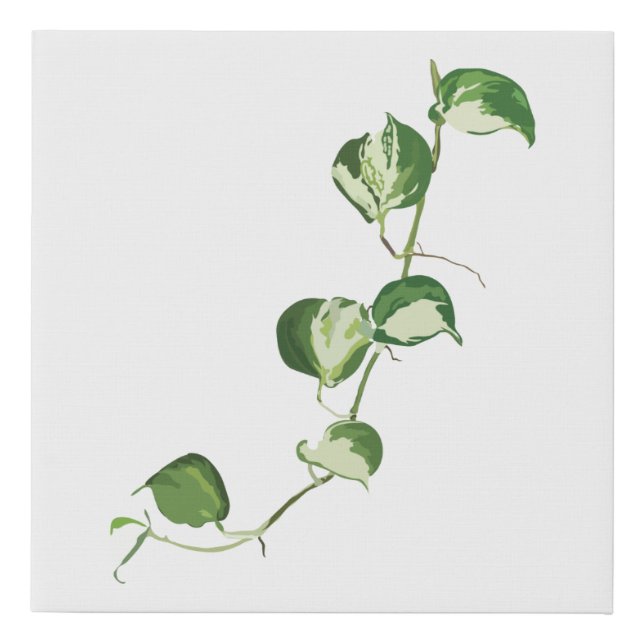 Manjula Pothos Vine Faux Canvas Print (Front)