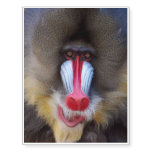 Manly Mandrill Temporary Tattoos