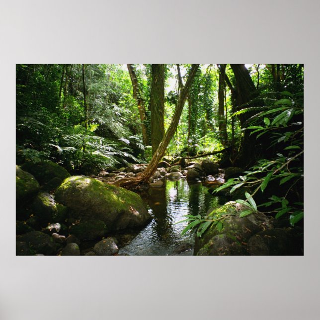 Manoa Valley Stream Poster (Front)
