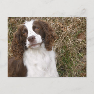 Man's Best Friend - English Springer Spaniel Postcard