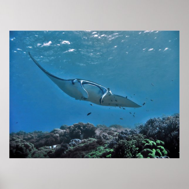 Manta on the Reef Poster (Front)