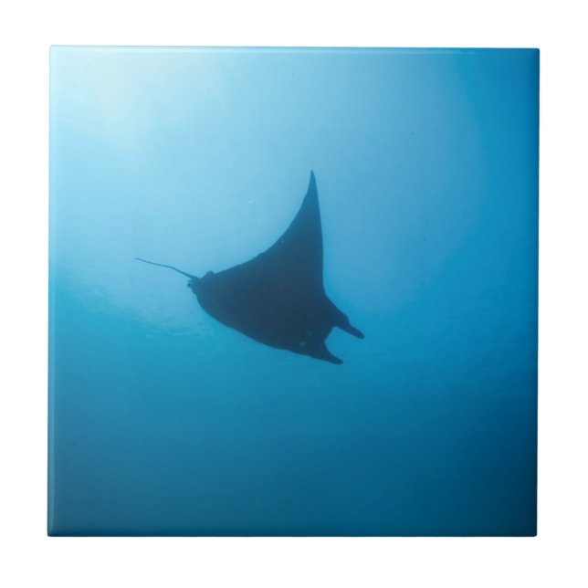 Manta ray blue ocean cleaning station ceramic tile (Front)