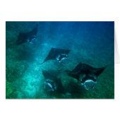 Manta ray card (Front Horizontal)
