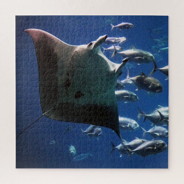 manta puzzle