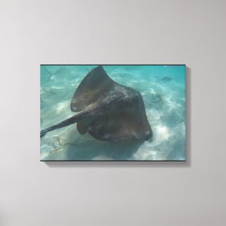 MANTA RAY ON CANVAS 20 