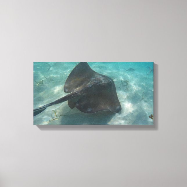 MANTA RAY ON CANVAS     20 "x 16" Print (Front)