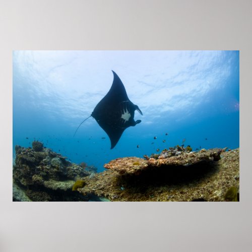 Manta Ray on the Great Barrier Reef Poster