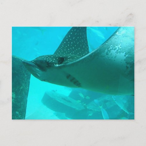 Manta Ray Postcard