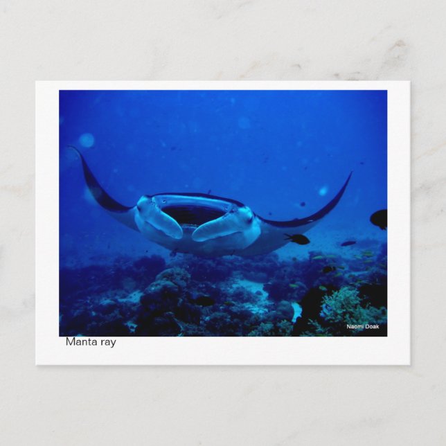 manta ray postcard - 01 (Front)