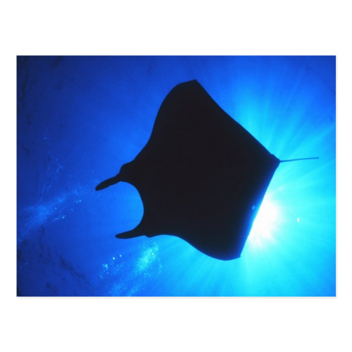 Manta Ray Silhouette Postcards