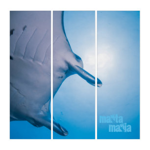 Manta ray triptych