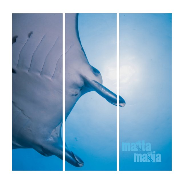 Manta ray triptych (Front)