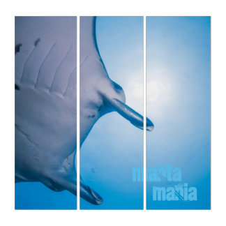 Manta ray triptych