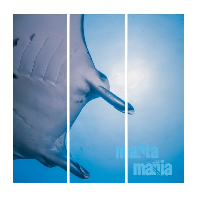 Manta ray triptych (Front)