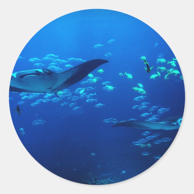 Manta Rays Classic Round Sticker (Front)