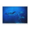 Manta Rays