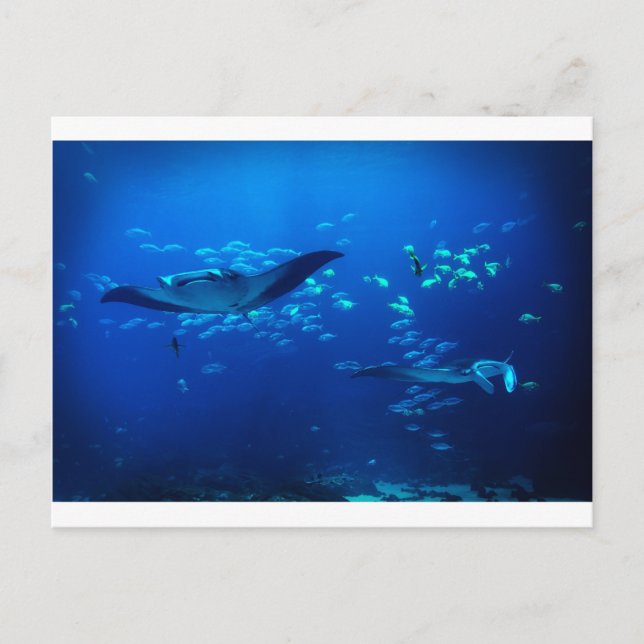 Manta Rays Postcard (Front)