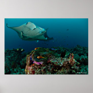 Mantarays over anemone - Poster