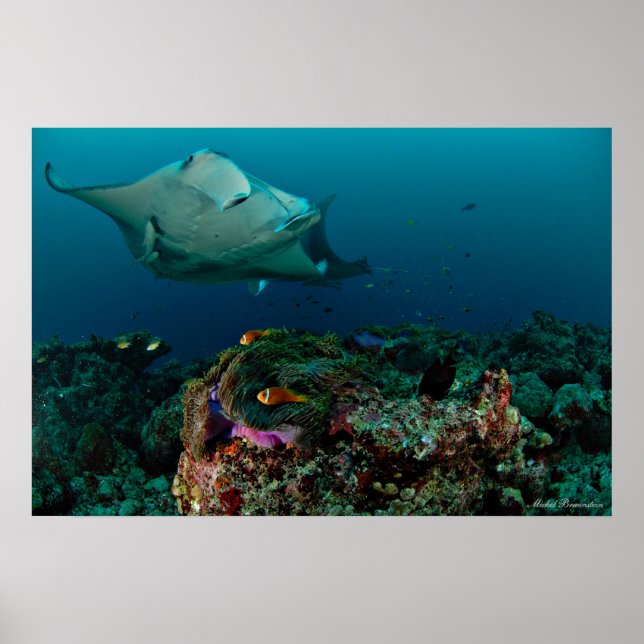 Mantarays over anemone - Poster (Front)