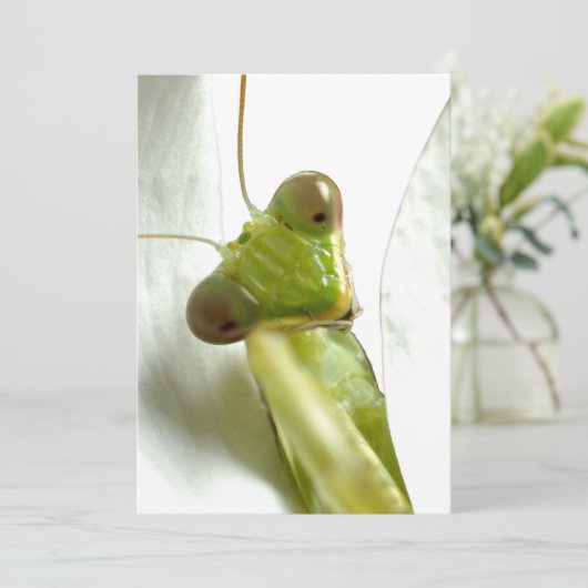 Mantids (Standing Front)