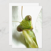 Mantids (Front/Back)