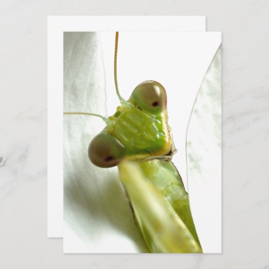 Mantids (Front/Back)