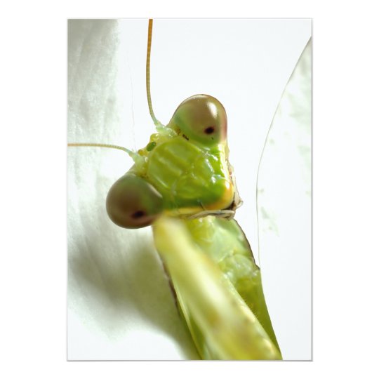 Mantids Card