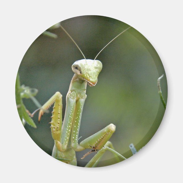 Mantis 475 Magnet (Front)