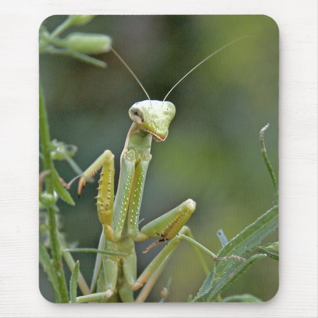 Mantis 475 Mousepad (Front)