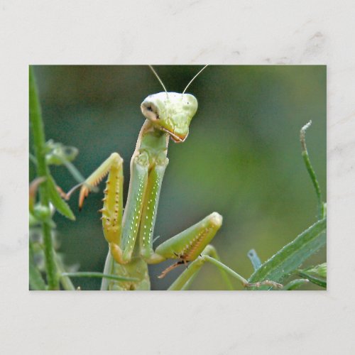 Mantis 475 Postcard